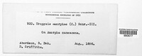 Uropyxis amorphae image